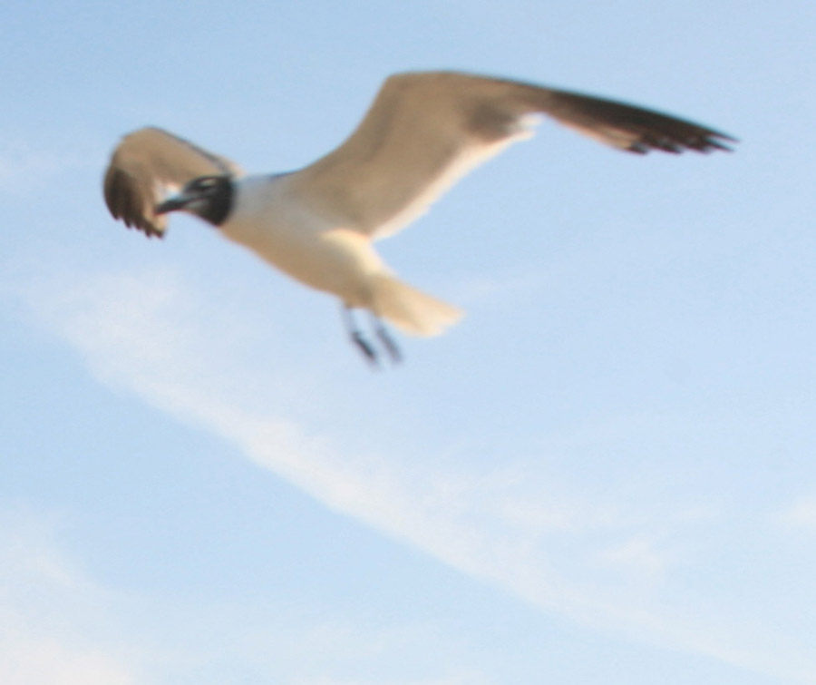 My Fling Sea Gull picture - Santoleri